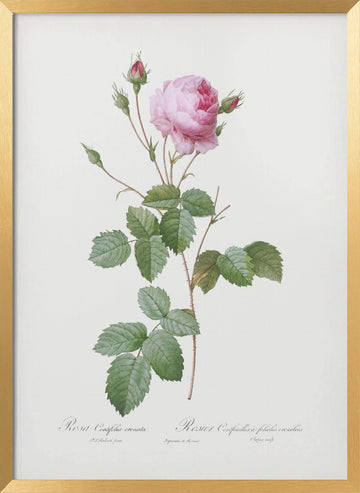 Crenate Leaved Cabbage Rose, Les Roses (1817–1824) | Poster - Gold Frame Interior