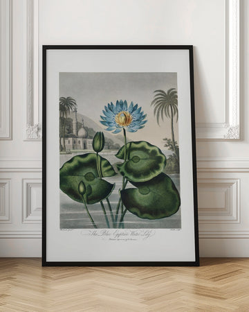 The Blue Egyptian Water-Lily from The Temple of Flora (1807) | Poster - Room Interior 1