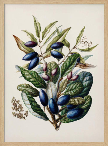 Beilschmiedia Taiaire Tawa Drawn By Sarah Featon (1848–1927) | Poster - Wood Frame Interior