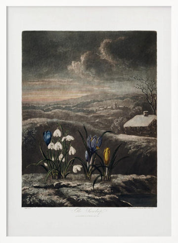 The Snowdrops from The Temple of Flora (1807) | Poster - White Frame Interior