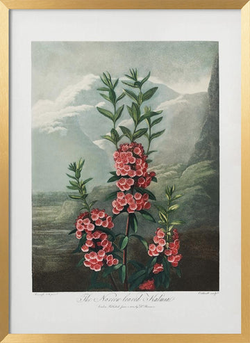 The Narrow–Leaved Kalmia from The Temple of Flora (1807) | Poster - Gold Frame Interior
