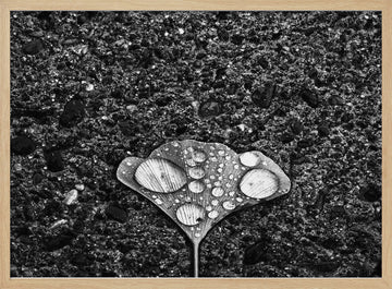 Ginkgo Leaf Water Drops | Poster - Wood Frame Interior