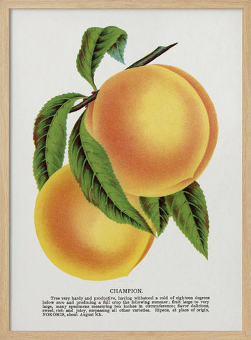 Champion Plum Lithograph | Poster - Wood Frame Interior