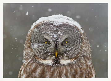 Great Grey Owl Winter | Poster - White Frame Interior