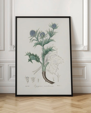 The Sea Holly (eryngium Mmaritimum) Medical Botany | Poster - Room Interior 1