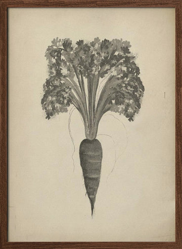 Botanical Carrot Drawing | Poster - Walnut Frame Interior