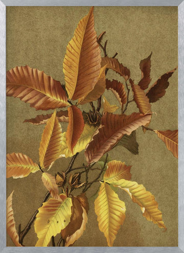 Autumn Leaves No. 3 Beech By Ellen Thayer Fisher | Poster - Silver Frame Interior