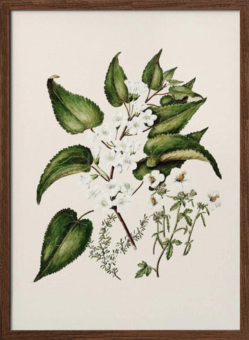 Hibiscus Trianium  By Sarah Featon (1848–1927 | Poster - Walnut Frame Interior