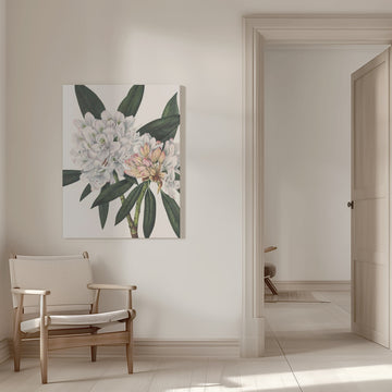 Rosebay Rhododendron From North American Wildflowers (1925) By Mary Vaux Walcott. | Canvas - Room Interior 1