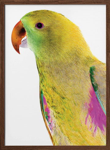 Vibrant Parrot Profile | Poster - Walnut Frame Interior