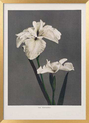 Iris Kæmpferi | Poster - Gold Frame Interior