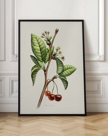 Sweet Cherry Botanical Branch | Poster - Room Interior 1