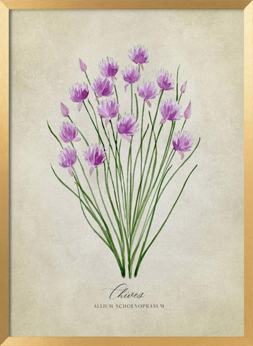Fresh Chives Bloom | Poster - Gold Frame Interior