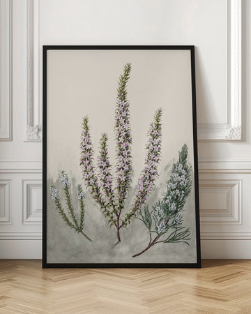 Epacris Drawn By Sarah Featon (1848–1927) | Poster - Room Interior 1