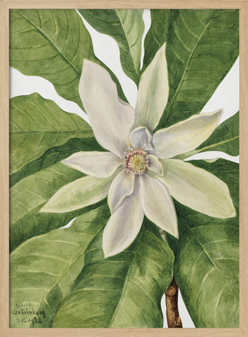 Umbrella Tree (1932) | Poster - Wood Frame Interior