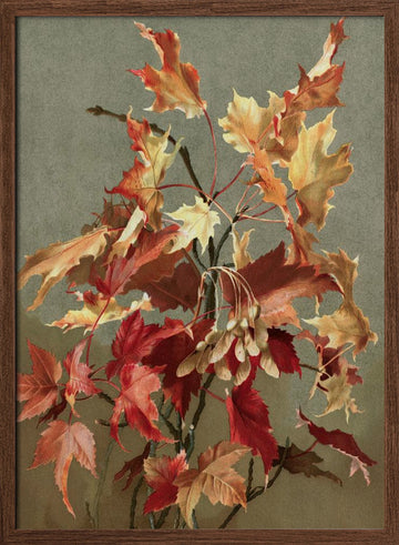 Autumn Leaves, No. 2 (maple) By Ellen Thayer Fisher | Poster - Walnut Frame Interior