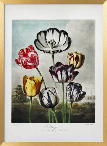 Tulips from The Temple of Flora (1807) | Poster - Gold Frame Interior