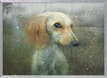 Pensive Dog Rainy Window | Poster - Silver Frame Interior