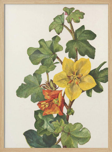 Mexican Fremontia From North American Wildflowers (1925) By Mary Vaux Walcott | Poster - Wood Frame Interior