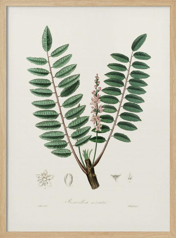 Boswellia Serrata Medical Botany | Poster - Wood Frame Interior