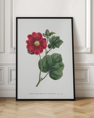 Alcea Rosea 1815   Flower Garden Displayed By Francis Sansom | Poster - Room Interior 1