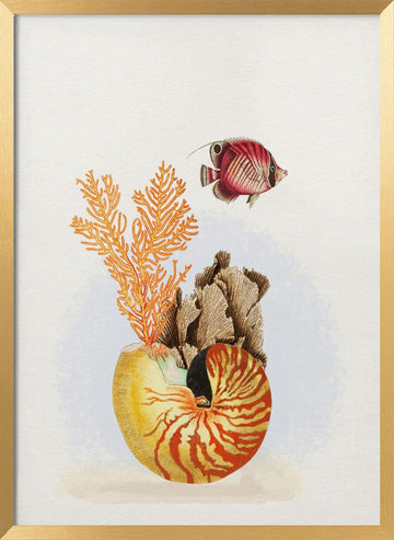 Nautilus Reef Life | Poster - Gold Frame Interior