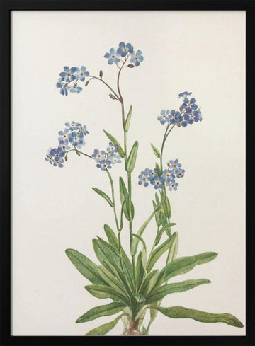 Alpine Forget Me Not From North American Wildflowers (1925) By Mary Vaux Walcott | Poster - Black Metal Frame Interior
