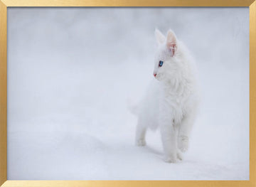 White Kitten in Snow | Poster - Gold Frame Interior