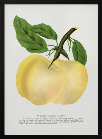 Yellow Transparent Apple Lithograph | Poster - Black Metal Frame Interior