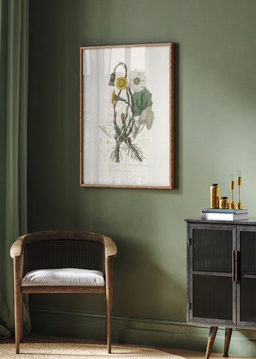 Coltsfoot (tussilago Farfara)  Medical Botany | Poster - Room Interior 2