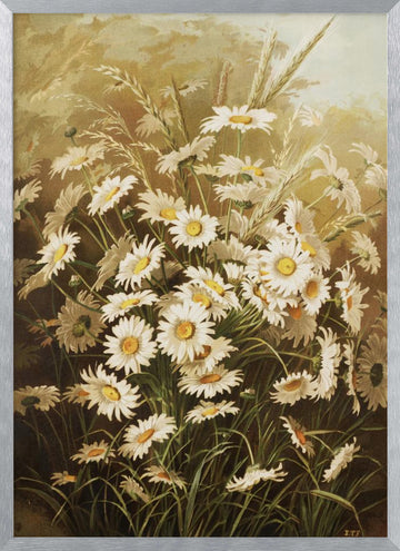 Daisies By Ellen Thayer Fisher | Poster - Silver Frame Interior