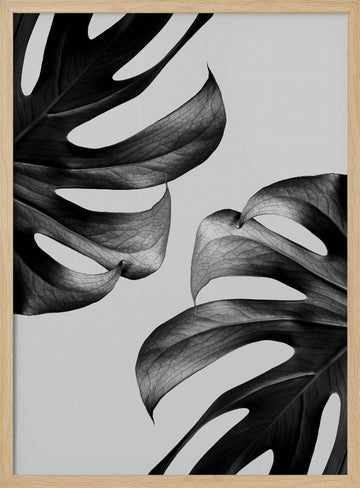 Elegant Monstera Duo | Poster - Wood Frame Interior