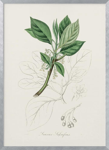 Sassafras (laurus Sassafras) Medical Botany | Poster - Silver Frame Interior