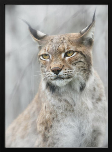 Intense Lynx Portrait | Poster - Black Metal Frame Interior