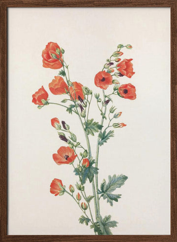 Scarlet Globe Mallow From North American Wildflowers (1925) By Mary Vaux Walcott | Poster - Walnut Frame Interior