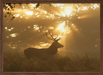 Stag in Golden Light | Poster - Walnut Frame Interior