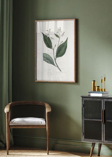 Gum Benjamin Tree (styrax Benzoin Medical Botany | Poster - Room Interior 2