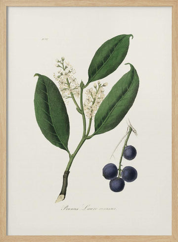 Cherry Laurel (prunus Laurocerasus) Medical Botany | Poster - Wood Frame Interior
