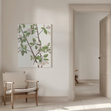 Wild Sweet Crab From North American Wildflowers (1925) By Mary Vaux Walcott. | Canvas - Room Interior 1