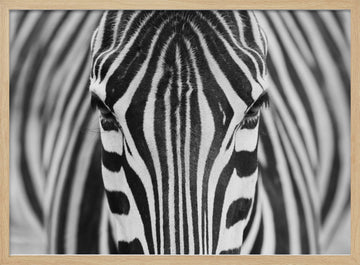 Intense Zebra Eyes | Poster - Wood Frame Interior