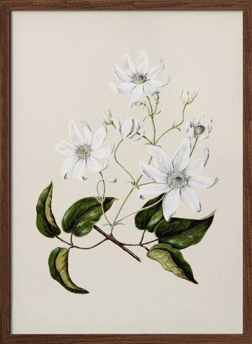 Puawananga   Clematis Indivisa Drawn By Sarah Featon (1848–1927) | Poster - Walnut Frame Interior