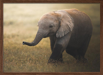 Walking Elephant Calf | Poster - Walnut Frame Interior