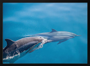 Dolphins In Motion | Poster - Black Metal Frame Interior