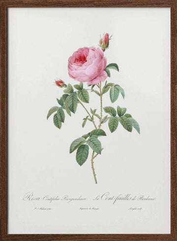 Burgundy Cabbage Rose, Les Roses (1817–1824) | Poster - Walnut Frame Interior