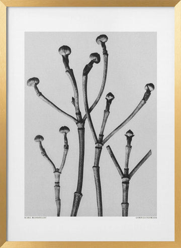 Cornus Florida | Poster - Gold Frame Interior
