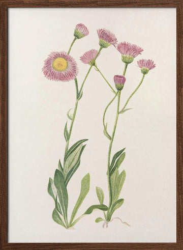 Meadow Fleabane From North American Wildflowers (1925) By Mary Vaux Walcott | Poster - Walnut Frame Interior
