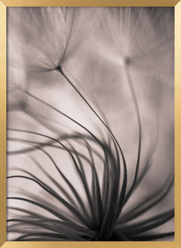 Delicate Dandelion Seeds | Poster - Gold Frame Interior