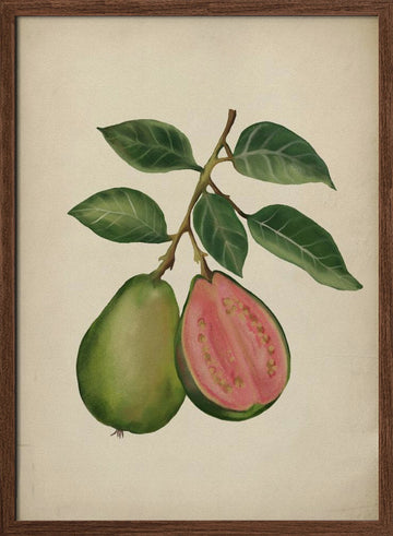 Fresh Guava Botanical | Poster - Walnut Frame Interior