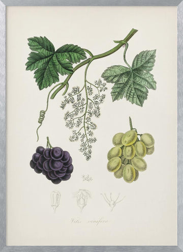 Common Grape Vine (vitis Vinifera) Medical Botany | Poster - Silver Frame Interior