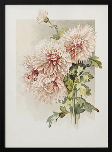 Chrysanthemums | Poster - Black Metal Frame Interior